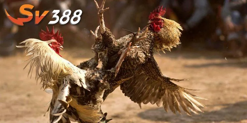 Đá gà trực tiếp tại SV388 mang đến chất lượng giải trí cao