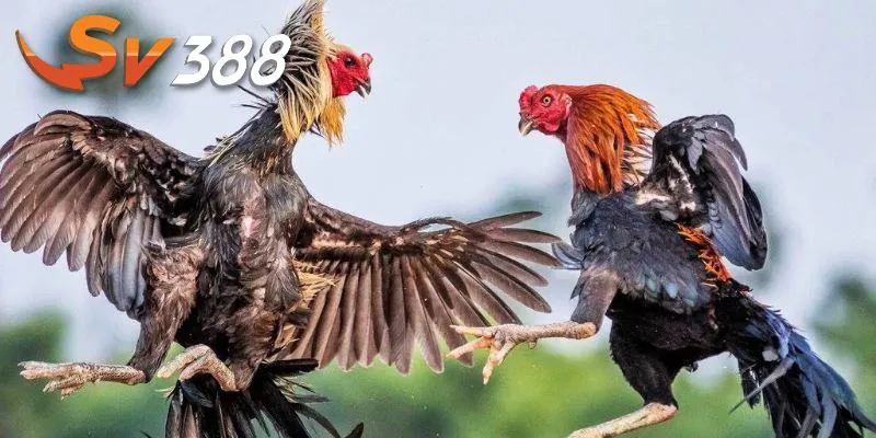 đá gà trực tiếp sv388